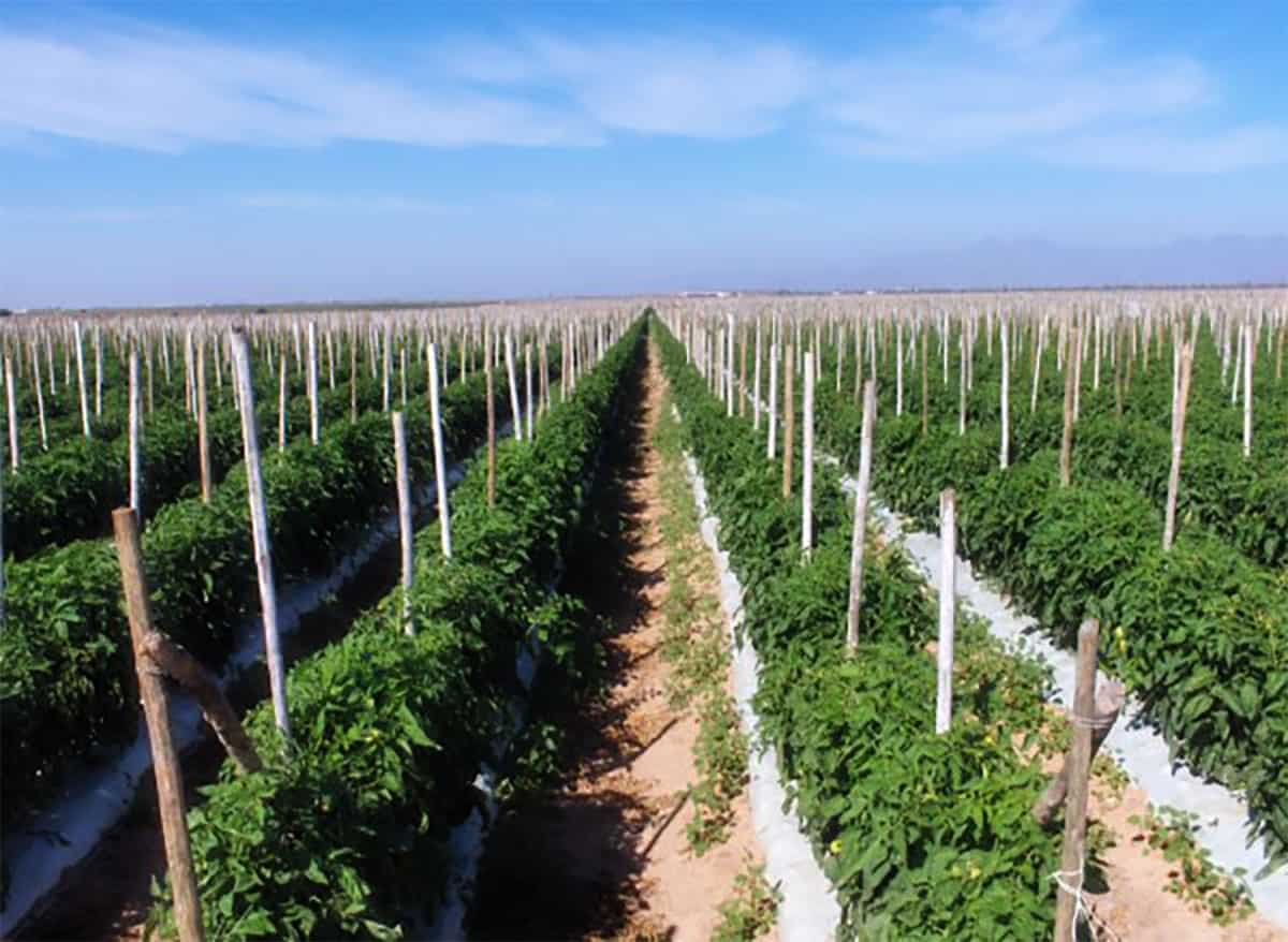 About Us Marengo Foods