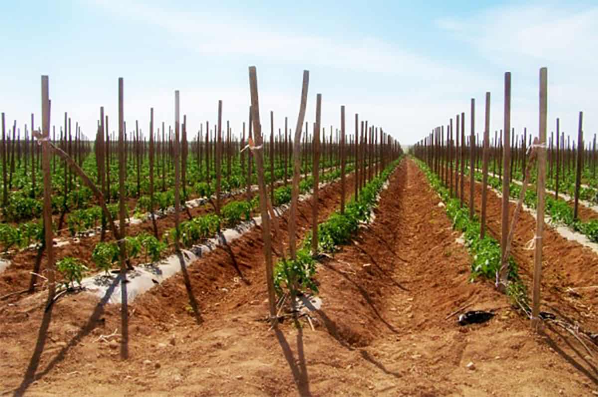 About Us Marengo Foods